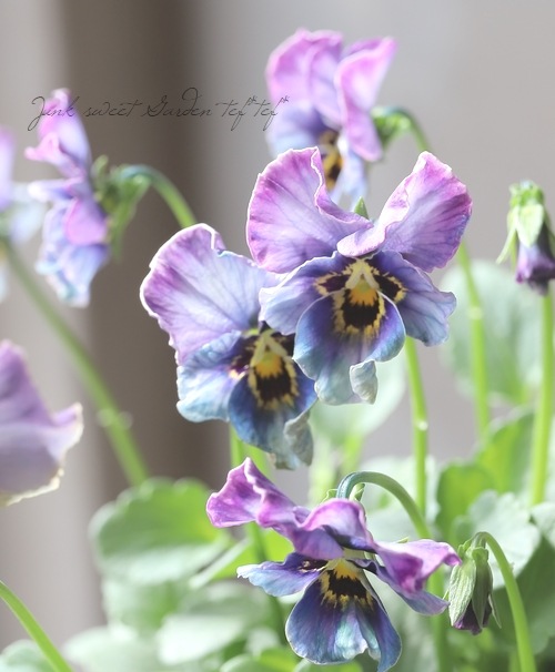 ����ƣ����������ɥӥ��顦�̡�����������������إ�ԥ��饺���