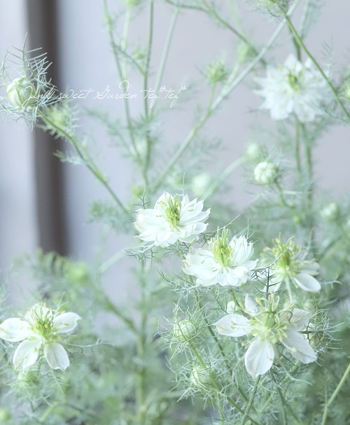 高澤さん生産】 ニゲラ・パピロサ 『グリーンポッド』 2本植え