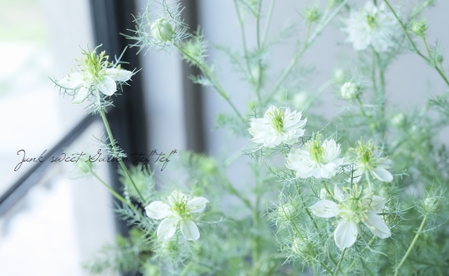 高澤さん生産】 ニゲラ・パピロサ 『グリーンポッド』 2本植え