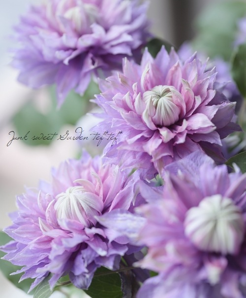 八重咲きクレマチス 『マジックフォンテーン』 | すべての商品