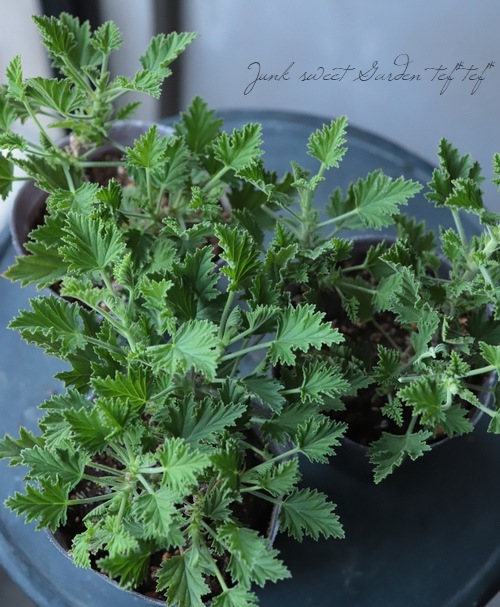 香りのゼラニューム 『オレンジフィズ』 | すべての商品 | | Junk