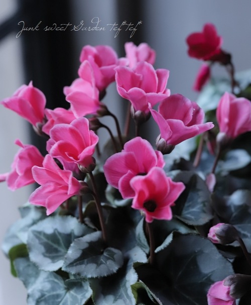 �������ƺ餯���������󡡡إ��󥸥�١��ԥ�