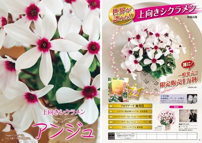 �������ƺ餯���������󡡡إ��󥸥�١��ԥ�