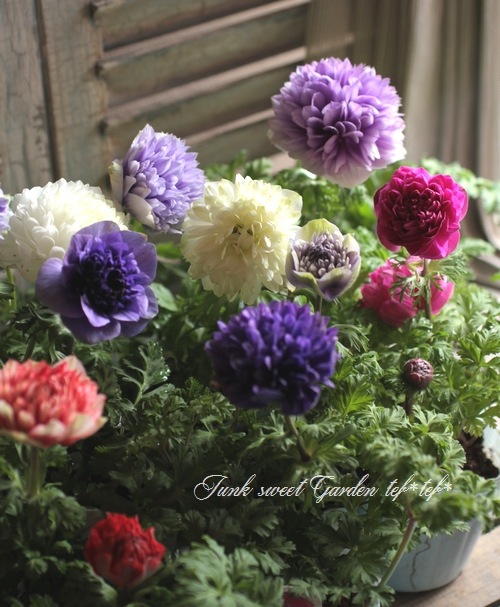 Ȭ�ź餭���ͥ�͡����ۡ��� -��ꥫ-�� MIX��