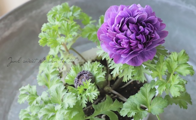 Ȭ�ź餭���ͥ�͡����ۡ��� -��ꥫ-�� MIX��