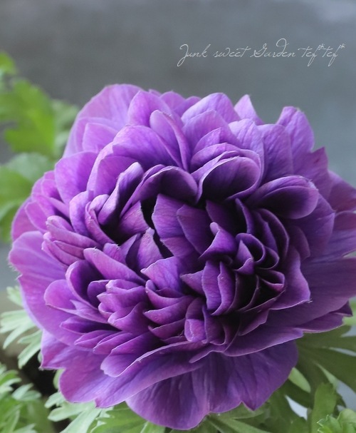 Ȭ�ź餭���ͥ�͡����ۡ��� -��ꥫ-�� MIX��