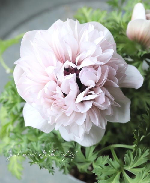 八重咲きアネモネ 『凛々花 -リリカ-』 MIX | すべての商品 | | Junk