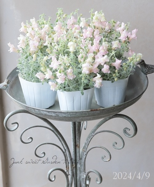 【花苗セット】銀葉宿根金魚草 シルバーライトピンク & スイートピンク 花苗セット】銀葉宿根金魚草 シルバーライトピンク & スイートピンク