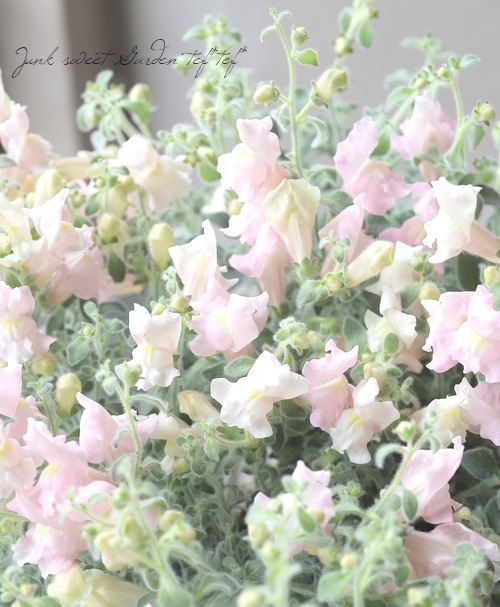 銀葉・這性キンギョソウ 『スイートピンク』 | すべての商品 | | Junk