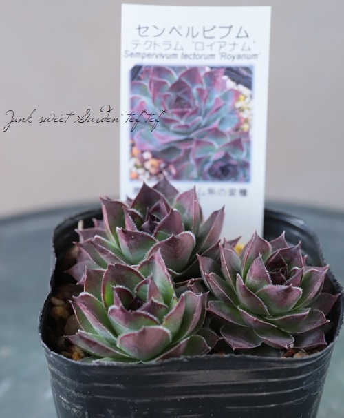多肉植物 センペルビウム ストロベリーキウイ No.155③ ストロベリー