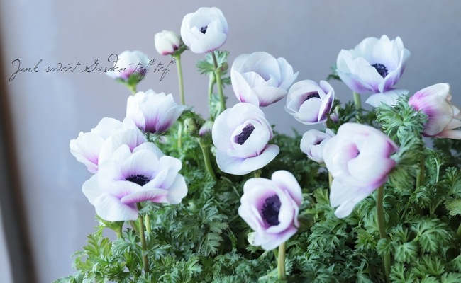 2年物！極 -きわみ-】アネモネ・ポルト 『パール』 | すべての商品