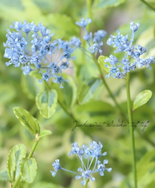 セアノサス 『エルドラド』 (カリフォルニアライラック) | すべての