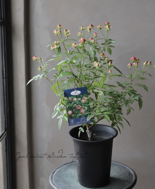 バラ苗・四季咲き 『ラディッシュ』 | すべての商品 | | Junk sweet