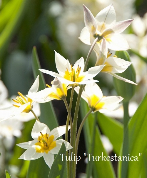 ڵ庬 ϥ磻ɥ塼åסإȥ륱˥ 10off