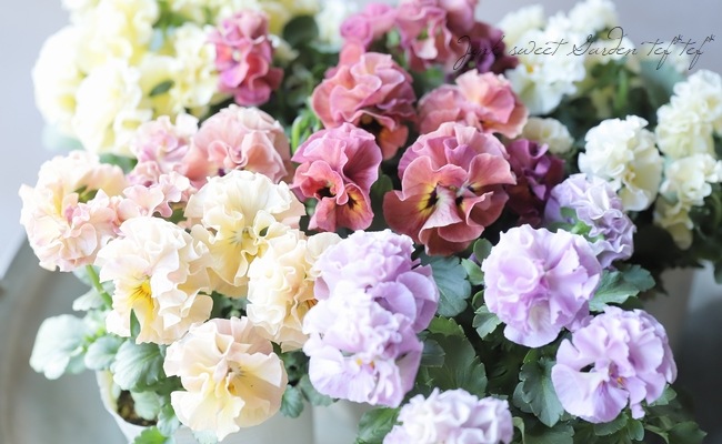 ��Ȭ�ź餭�ե��ѥ󥸡����إ����塼�ɡ�  �����¥��ꥸ�ʥ�
