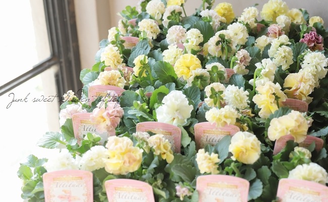 ��Ȭ�ź餭�ե��ѥ󥸡����إ����塼�ɡ�  �����¥��ꥸ�ʥ�