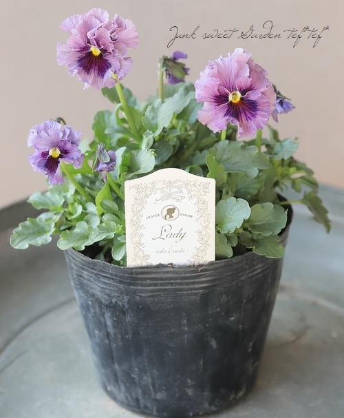 ビオランテ ○育種家ビオラ 『レディ』 大株【D】一点物 | すべての商品 | | Junk