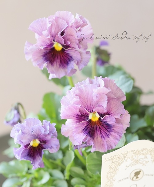 ○育種家ビオラ 『レディ』 大株【D】一点物 | すべての商品 | | Junk