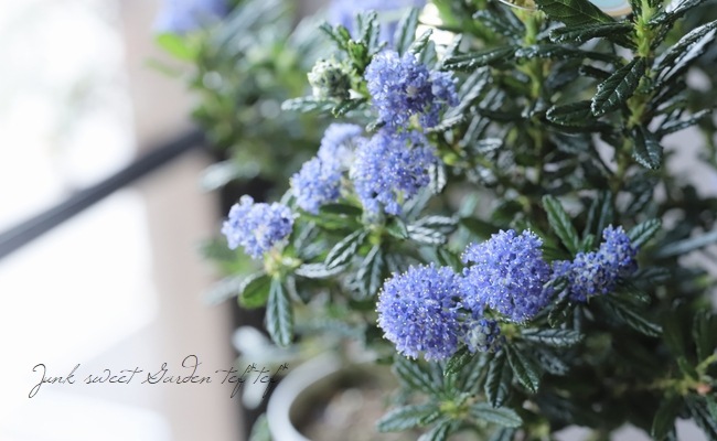 KaiLee　セアノサス　カルフォルニア　ライラック　 セット セアノサス 『カリフォルニアライラック』 | すべての商品 | | Junk