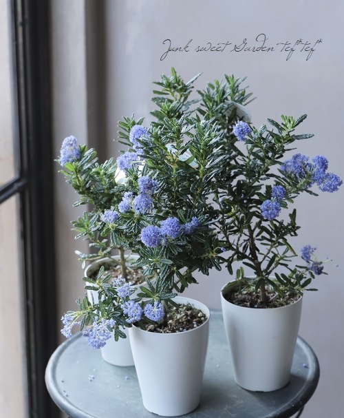 セアノサス 『カリフォルニアライラック』 | すべての商品 | | Junk