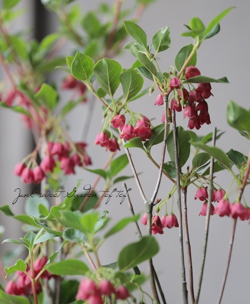 紅更紗ドウダンツツジ | すべての商品 | | Junk sweet Garden tef*tef*