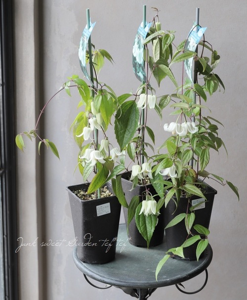 ޥߺ餭Хʡϡإ󥹥󥨥󥷥󥿡ӥ塼ƥ