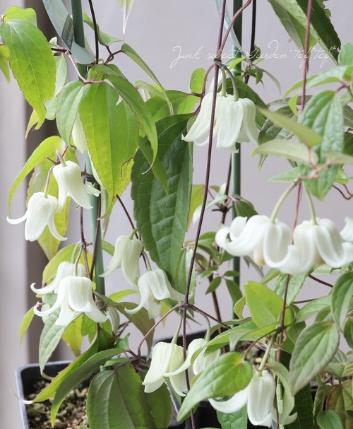 ޥߺ餭Хʡϡإ󥹥󥨥󥷥󥿡ӥ塼ƥ