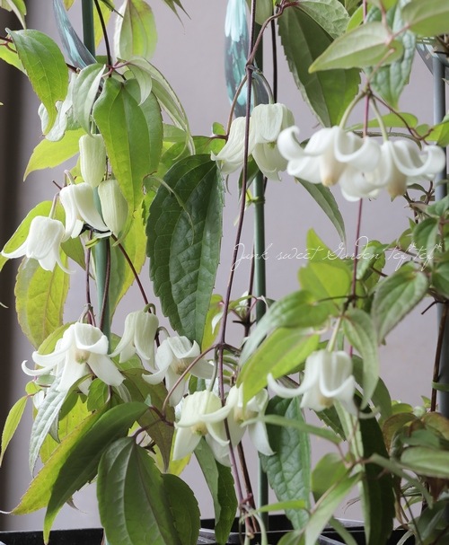 ޥߺ餭Хʡϡإ󥹥󥨥󥷥󥿡ӥ塼ƥ