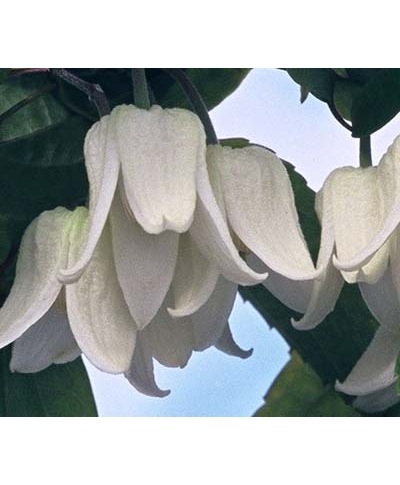 ޥߺ餭Хʡϡإ󥹥󥨥󥷥󥿡ӥ塼ƥ