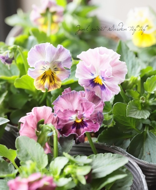 եѥ󥸡̴ѥ󥸡ؤޤ뤷ɡ