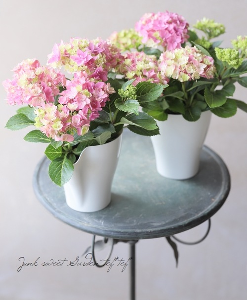 島根オリジナル品種】 レア！試験品種 八重咲き紫陽花 『星あつめ