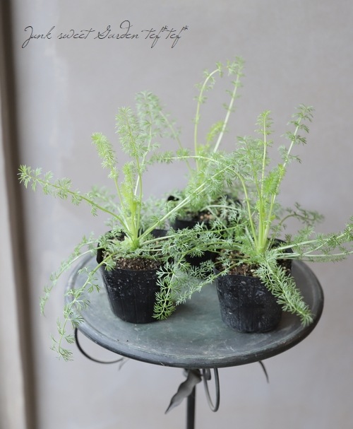 植物 ニゲラ 『オックスフォードブルー』 | すべての商品 | | Junk sweet