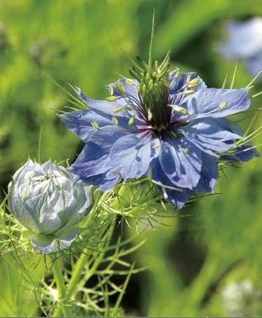 植物 ニゲラ 『オックスフォードブルー』 | すべての商品 | | Junk sweet