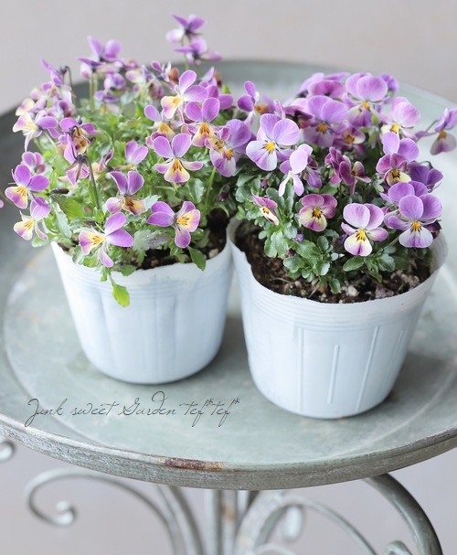 ナナ様　確認用　ビオレッタ ○ビオラ・ビオレッタ 『ドランクレモネード』 | すべての商品