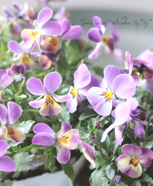 ○ビオラ・ビオレッタ 『ドランクレモネード』 | すべての商品