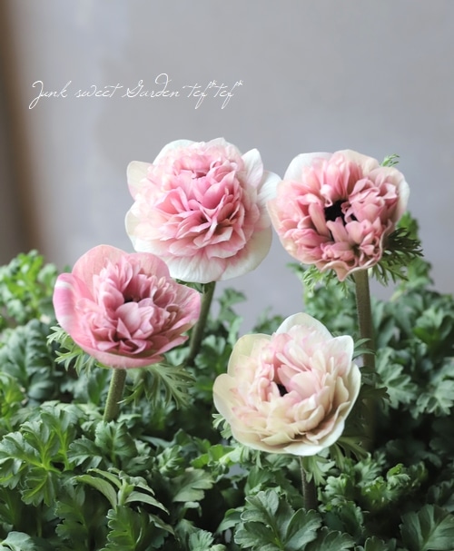 Ȭź餭ͥ͡ݥȥ֥롡إԥ󥯡١