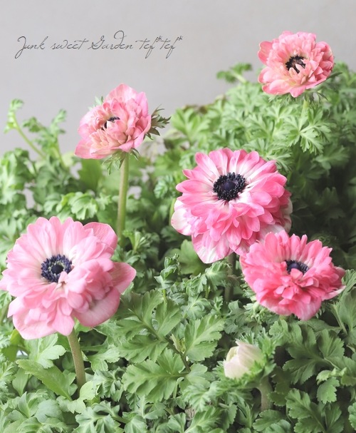 アレンバック ピンクのアネモネ アレンバック ピンクのアネモネ