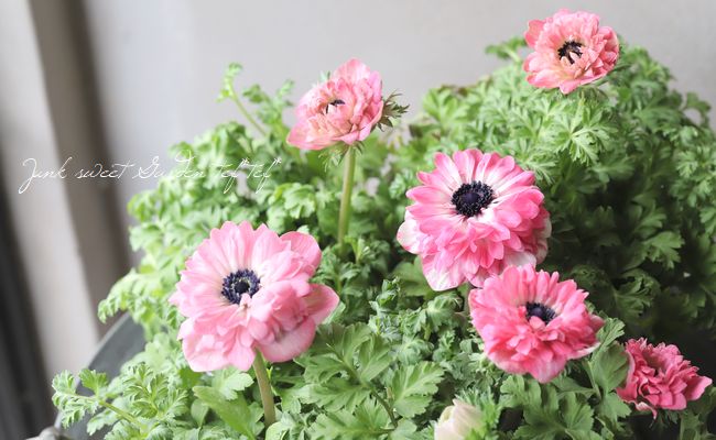 Ȭź餭ͥ͡ݥȥ֥롡إԥ󥯡١