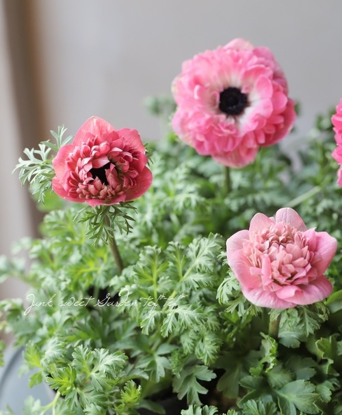 Ȭź餭ͥ͡ݥȥ֥롡إԥ󥯡١