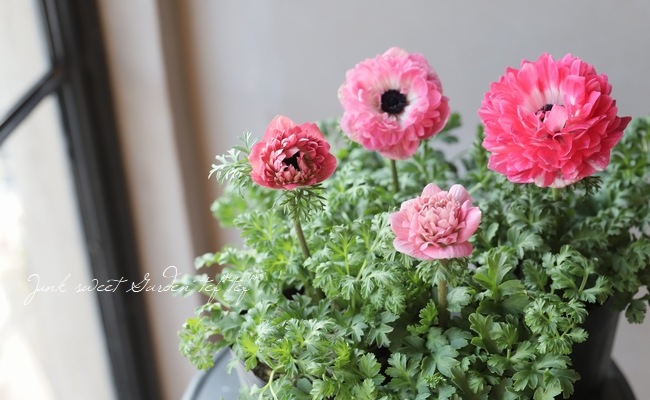 Ȭź餭ͥ͡ݥȥ֥롡إԥ󥯡١