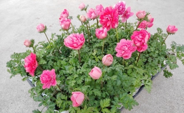 Ȭź餭ͥ͡ݥȥ֥롡إԥ󥯡١