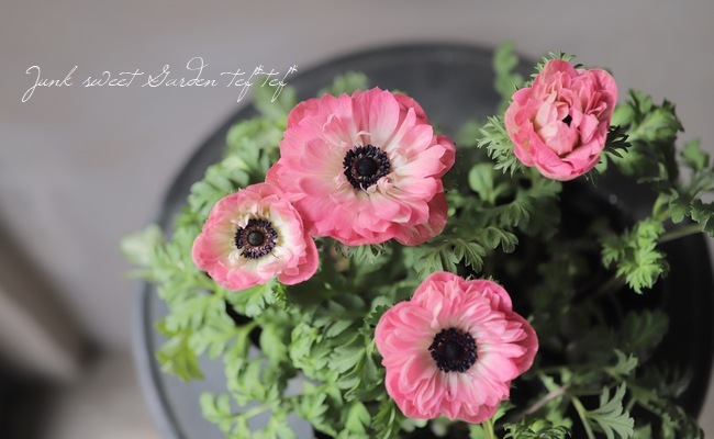 Ȭź餭ͥ͡ݥȥ֥롡إԥ󥯡١