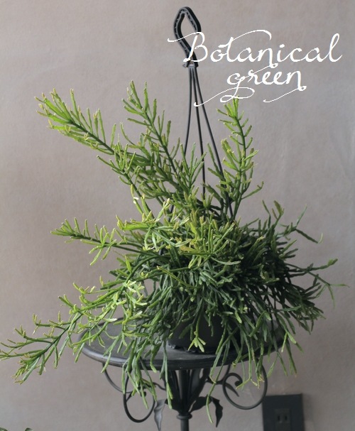 ��ץ��ꥹ���إ����ǥ����ʡ١������ܥƥ�