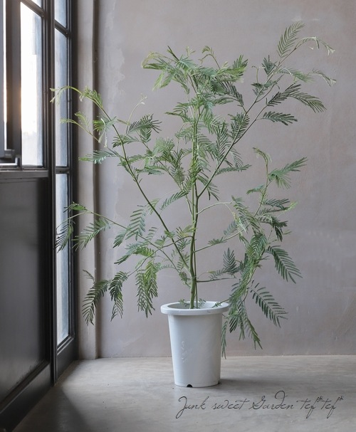 �͵��餭���������� �إǥ��ͥ��� �ǥ������ȥ�