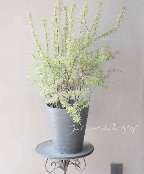 霜降り斑入りコデマリ ピンクアイス 桜でまり すべての商品 Junk Sweet Garden Tef Tef