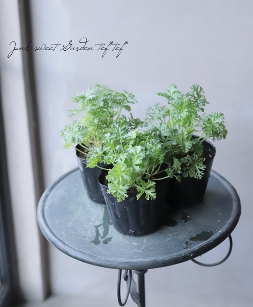 エクメア ムルフォーディ マルバ Aechmea mulfordii malva キンクマ