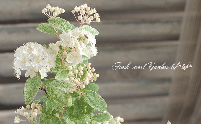 霜降り斑入りコデマリ 『ピンクアイス』 『桜でまり』 | すべての商品