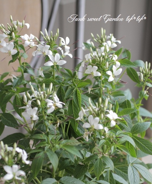 クレオメ セニョリータ ブランカ 酔蝶花 秋深くまで咲いて丈夫 すべての商品 Junk Sweet Garden Tef Tef