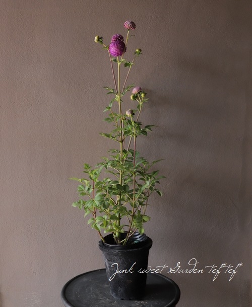 �ݤ�ݤ�餭���ꥢ���إԥ󥯡�