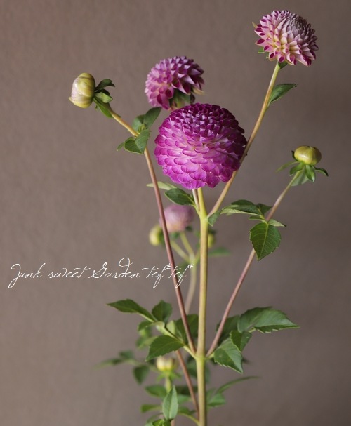 �ݤ�ݤ�餭���ꥢ���إԥ󥯡�